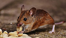 24 Hour & Emergency Exterminators in Carland, MI